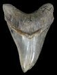 Razor Sharp, Megalodon Tooth - Georgia #60911-1